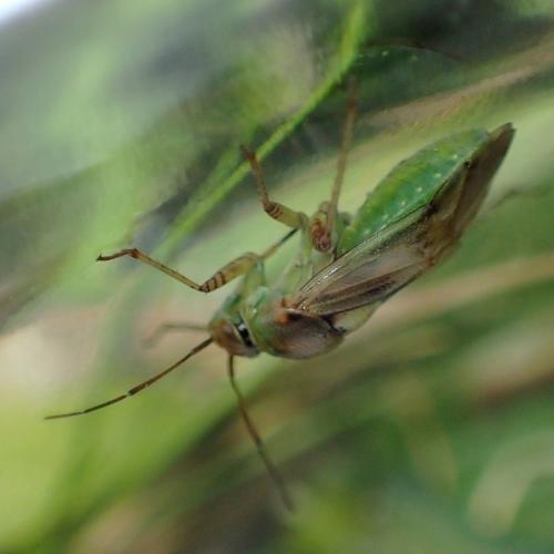 Lygus sp.
